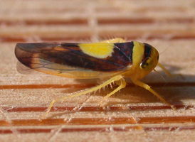 Saddled Leafhopper